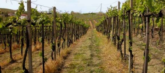 Terrain à San Severo, Italy 6500m² No. 270374 9