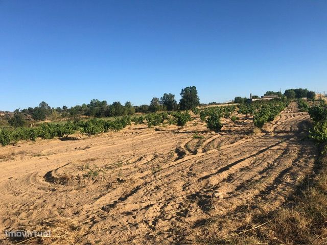 10000m² Land in Meda, Portugal No. 221193