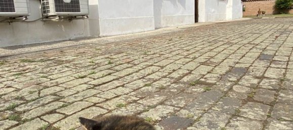 11-Zimmer Haus in Trecenta, Italy, Nr. 152054 9