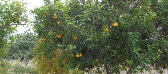 2-Zimmer Villa in Matino, Italy, Nr. 237791 12