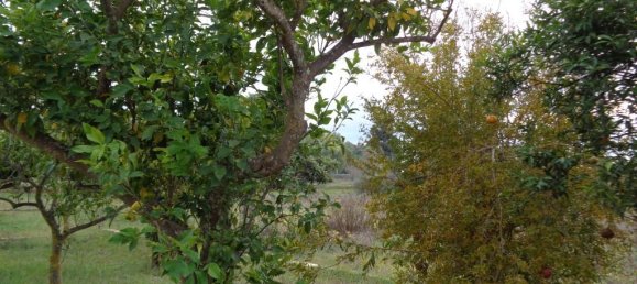 2-Zimmer Villa in Matino, Italy, Nr. 237791 13