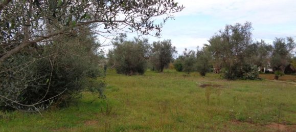 2-Zimmer Villa in Matino, Italy, Nr. 237791 10