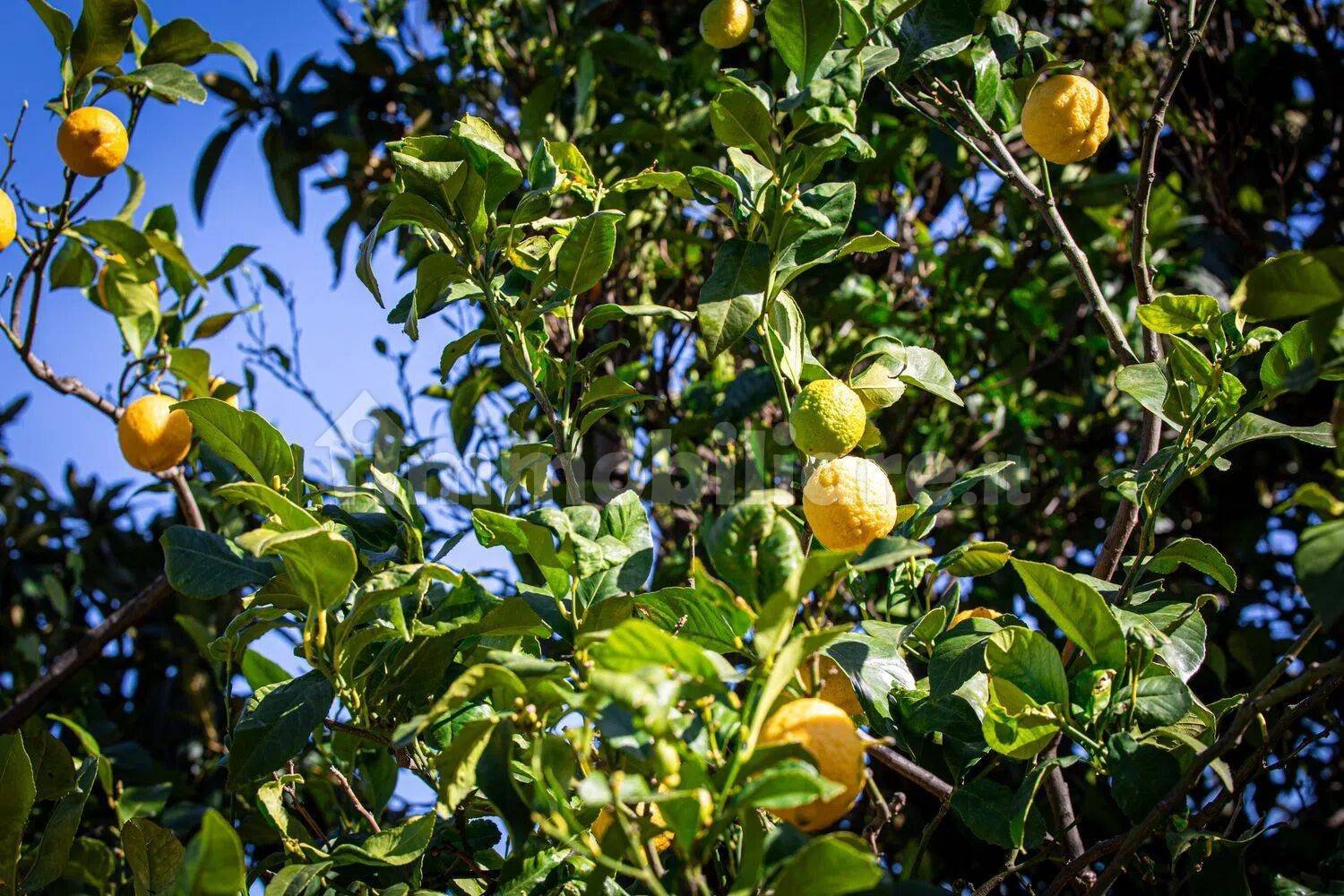 2 chambres Maison à Pietra Ligure, Italy No. 271617