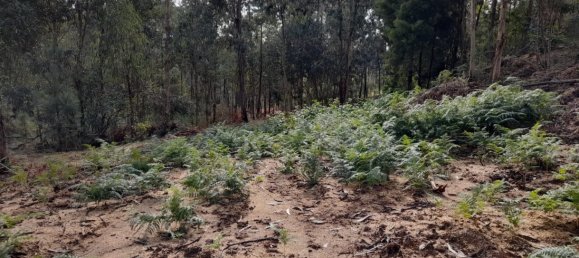 Grundstück in Amarante, Portugal, Nr. 57453 5