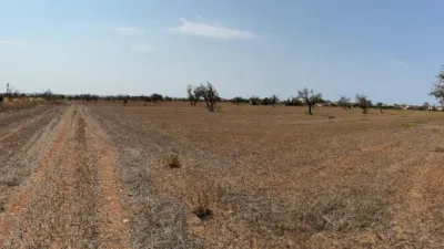 25641m² Land in Campos, Spain No. 211064