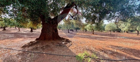 Вилла с 2 спальнями в Фазано, Италия № 344193 30