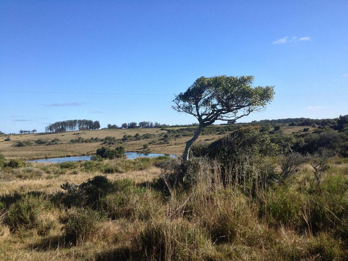  Farm in Maldonado, Uruguay No. 14947