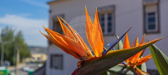 4 bedrooms House in Loures, Portugal No. 46401 15