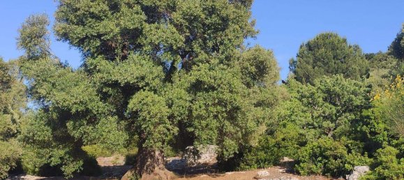 Terrain à Fasano, Italy 13300m² No. 193918 26