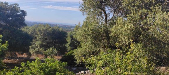 Terrain à Fasano, Italy 13300m² No. 193918 17