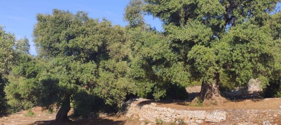 Terrain à Fasano, Italy 13300m² No. 193918 19