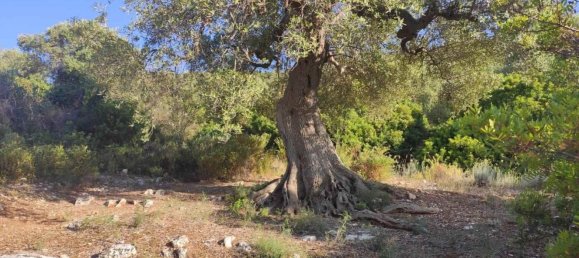 Terrain à Fasano, Italy 13300m² No. 193918 29