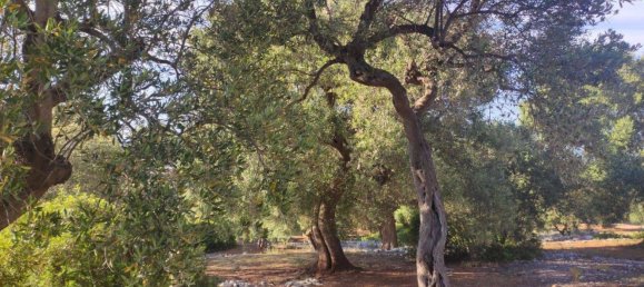 Terrain à Fasano, Italy 13300m² No. 193918 22