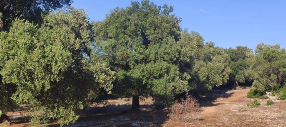 Terrain à Fasano, Italy 13300m² No. 193918 21