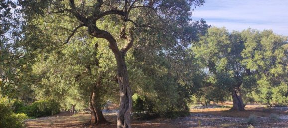 Terrain à Fasano, Italy 13300m² No. 193918 4