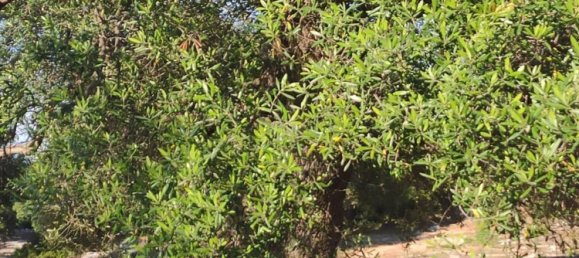 Terrain à Fasano, Italy 13300m² No. 193918 20