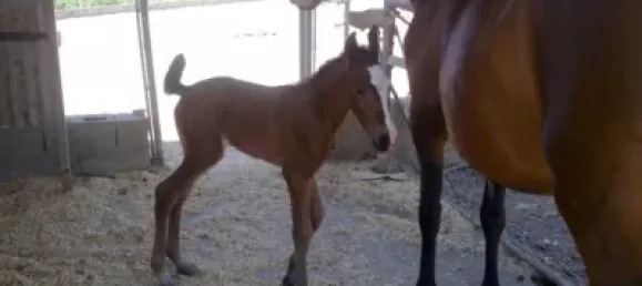 Дом с 6 спальнями в Фуэнте-Вакерос, Испания № 92989 48