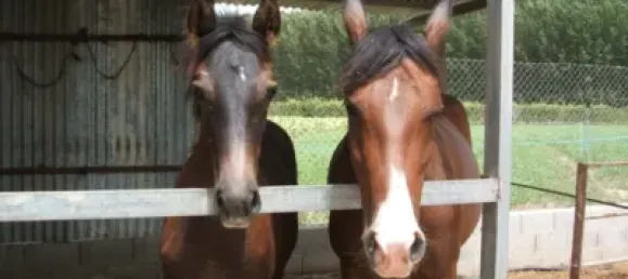 Дом с 6 спальнями в Фуэнте-Вакерос, Испания № 92989 49