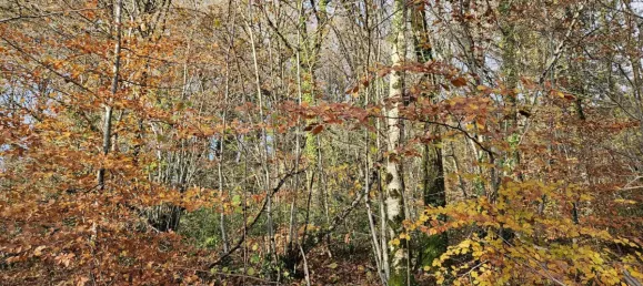 Terreno em Neuvic, France 7950 m² N.º 97264 9