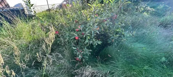  Land in Markisch-Oderland, Germany No. 352660 8