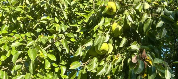  Land in Markisch-Oderland, Germany No. 352660 9