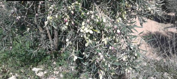 Grundstück in Monovar, Spain, Nr. 164649 5