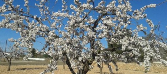 Grundstück in Monovar, Spain, Nr. 164649 3