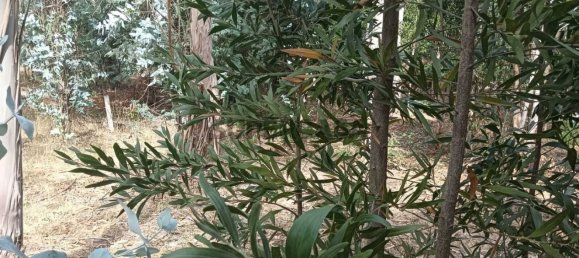 Terreno en Ouca, Portugal No. 269201 21