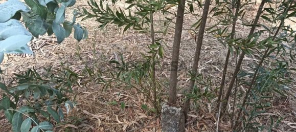 Terreno en Ouca, Portugal No. 269201 20