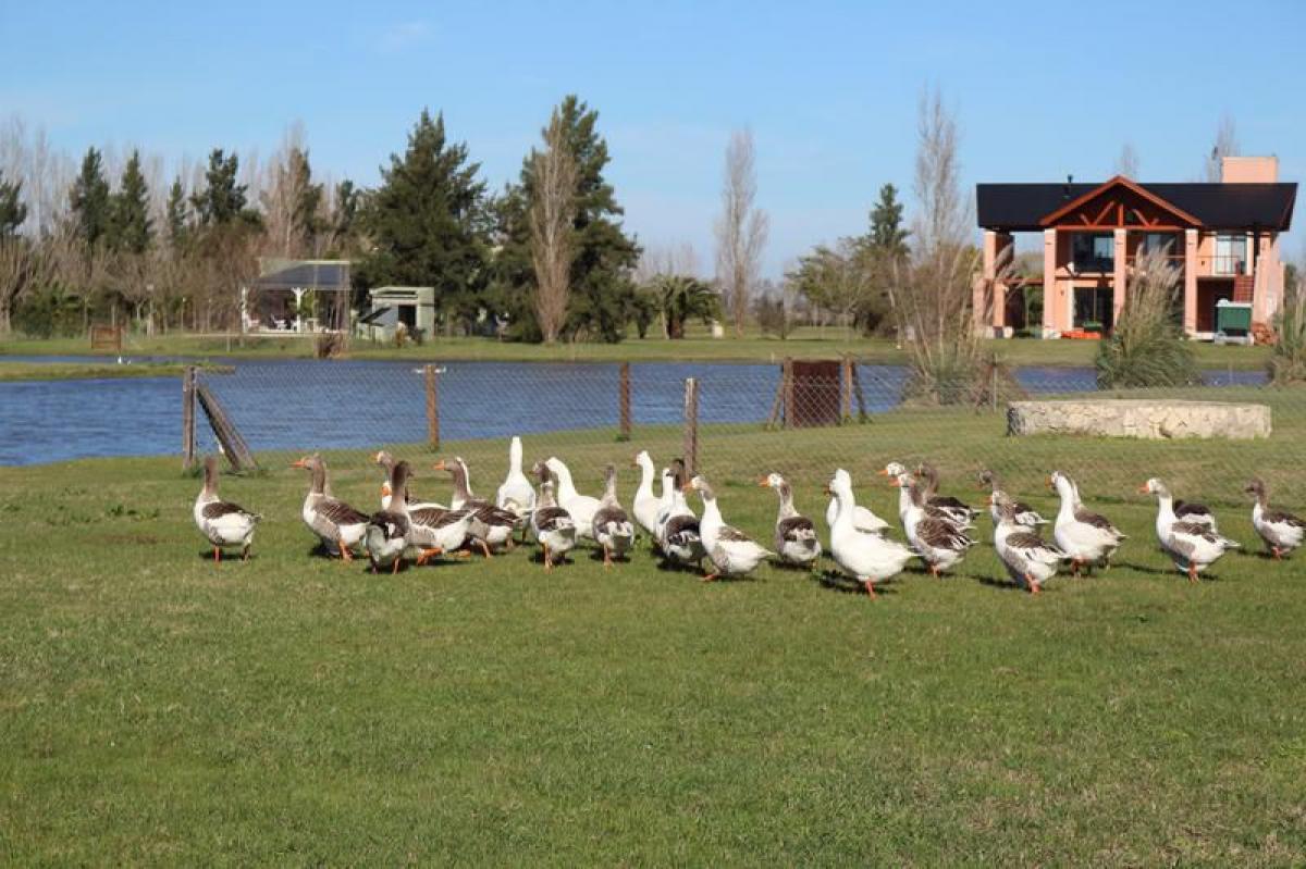  Land in Brandsen, Argentina No. 36344