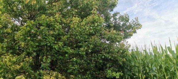 Terreno de 4 dormitorios en Kukmirn, Austria No. 235066 23