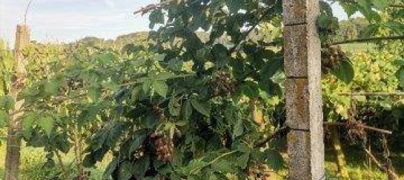 Terreno de 4 dormitorios en Kukmirn, Austria No. 235066 25