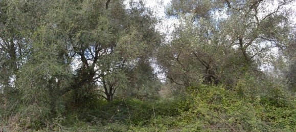 7500m² Hotel in Corfu, Greece No. 7385 5