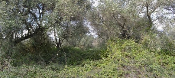 7500m² Hotel in Corfu, Greece No. 7385 3