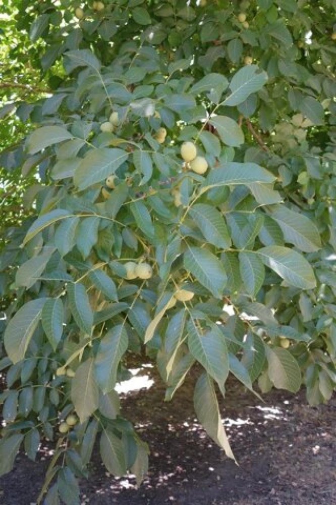  Land in Biggs, USA No. 474782