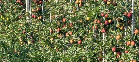 9غرفة فيلا في Weiz, Austria رقم 179209 16