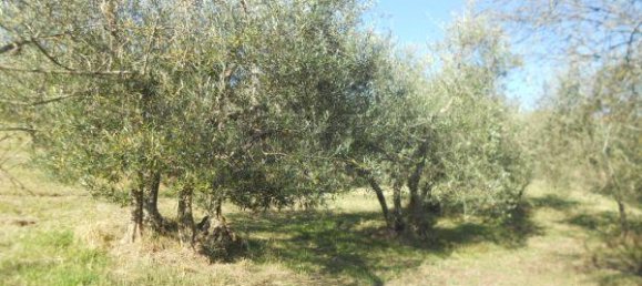 Terreno em Murlo, Italy 32640 m² N.º 324607 6