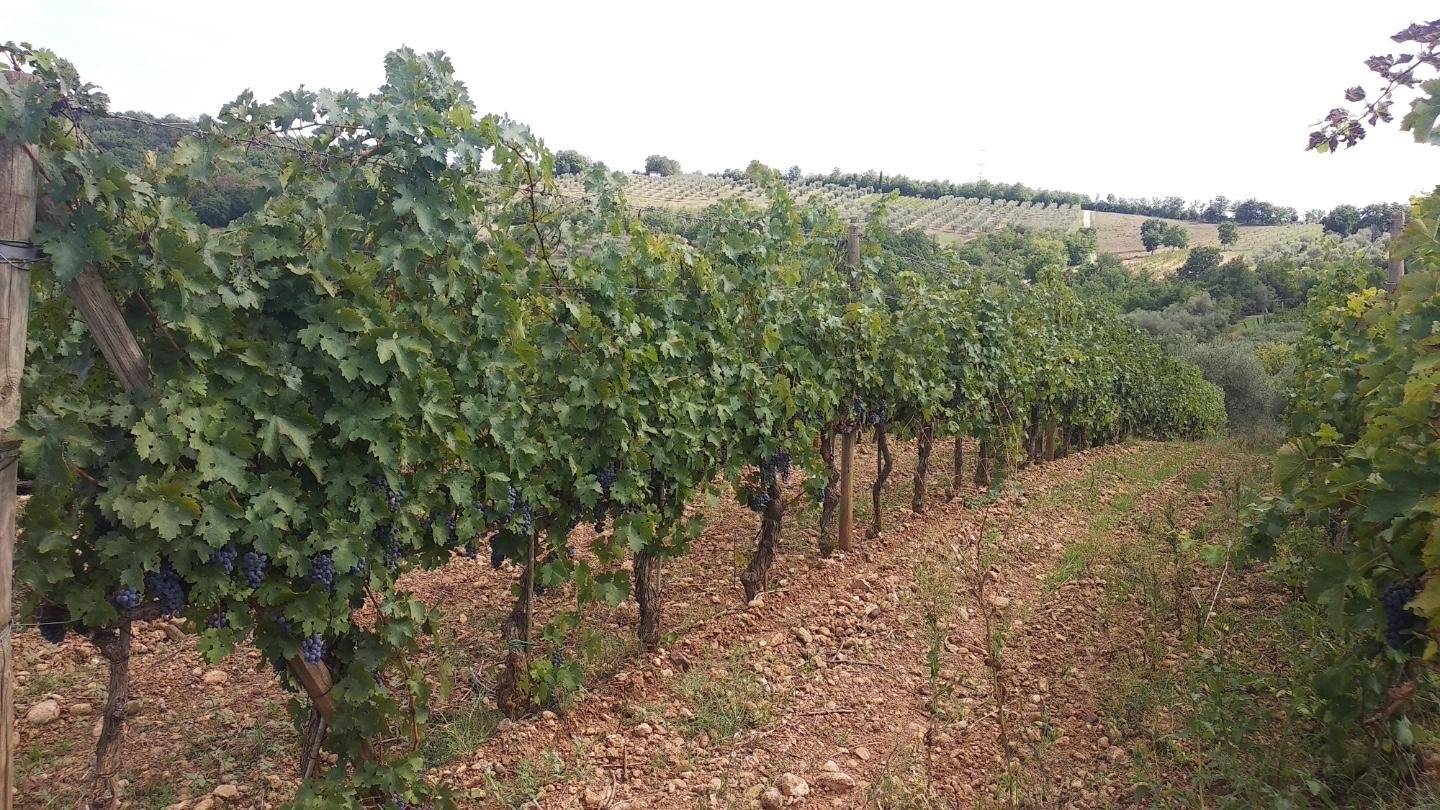 Grundstück in Civitella Paganico, Italy 50000m², Nr. 159896