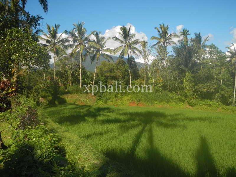  قطعة أرض في Tabanan, Indonesia 7450متر مربع رقم 3802