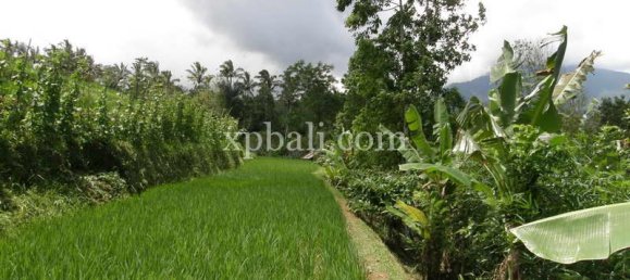  قطعة أرض في Tabanan, Indonesia 7450متر مربع رقم 3802 4