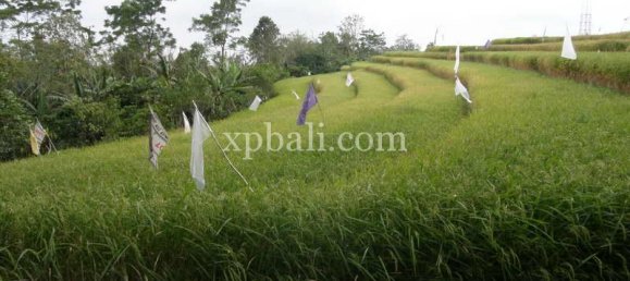  قطعة أرض في Tabanan, Indonesia 7450متر مربع رقم 3802 6