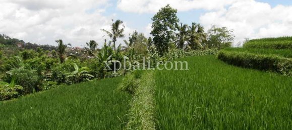  قطعة أرض في Tabanan, Indonesia 7450متر مربع رقم 3802 7