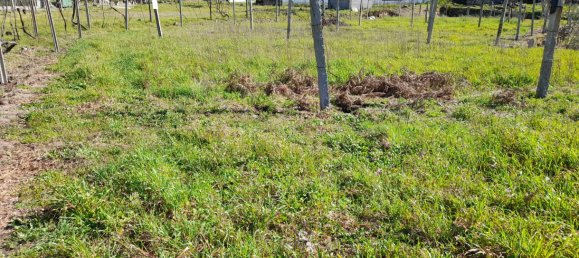  Land in Amarante, Portugal No. 57442 4