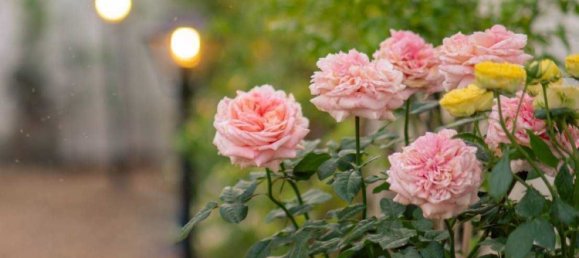 3 chambres Maison à Chiang Mai, Thailand No. 73438 20