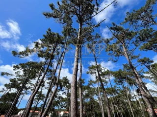Terrain à Colares, Portugal No. 352517