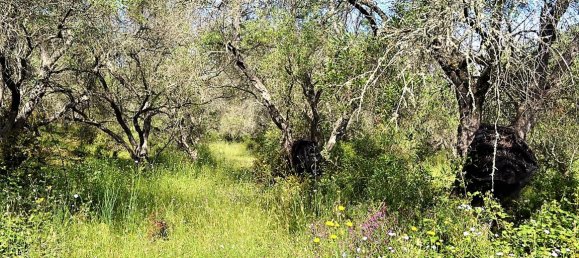 12000m² Hotel in Corfu, Greece No. 4951 4