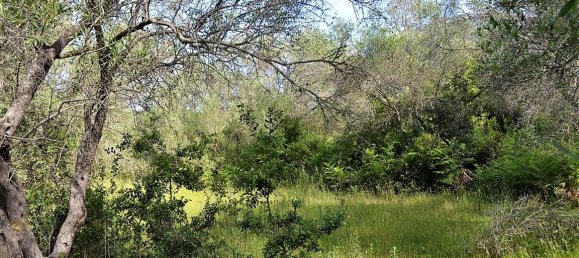 12000m² Hotel in Corfu, Greece No. 4951 5