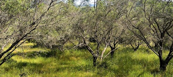 12000m² Hotel in Corfu, Greece No. 4951 8