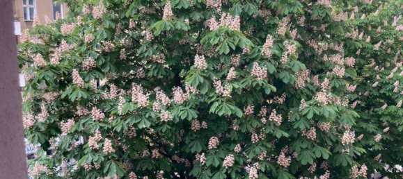 1 bedroom Apartment in Mitte, Germany No. 71468 13