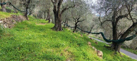 1620m² Land in Villa Faraldi, Italy No. 89802 6